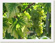 2005-09-04 14-15-06 Sept 92,7mm 1_160_eme F5,0 * 2592 x 1944 * (1.32MB)